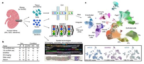 腎臟研究新突破 科學(xué)家構(gòu)建最大規(guī)模腎臟細(xì)胞圖譜，實(shí)現(xiàn)五年腎功能預(yù)測